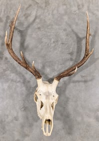 5x4 European Elk Skull & Antler Mount Taxidermy