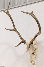 5x4 Elk European Skull & Antler Mount Taxidermy