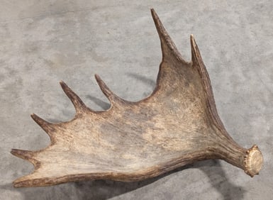 Moose Antler Shed