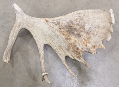 Large Carved Moose Antler Shed