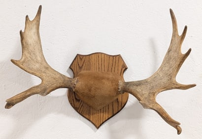 Moose Antler Display on Plaque