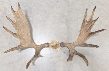Vtg Moose Antler & Skull Plate Taxidermy Mount