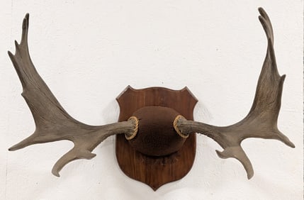 Large Moose Antler Mount on Plaque