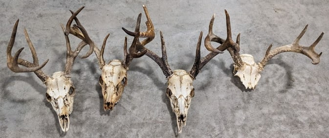 (4) Found Whitetail Deer Skull & Antler Taxidermy Mounts