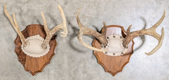 (2) Whitetail Deer Antler Mounts on Plaques