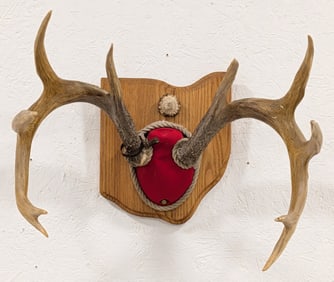 Trophy 11-Point Whitetail Deer Antler Mount on Plaque
