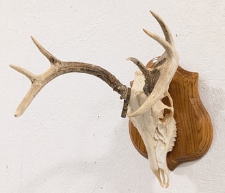 8-Point Whitetail Deer European Skull & Antler Mount on Plaque
