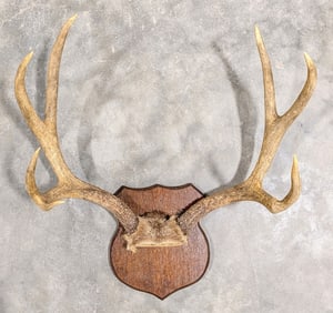 8-Point Mule Deer Skull Plate & Antler Mount on Plaque