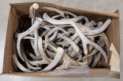 32lbs of Dried Antler Sheds