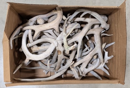32lbs of Dried Antler Sheds