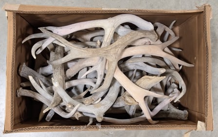26lbs of Dried Antler Sheds
