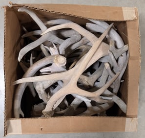24lbs of Dried Antler Sheds