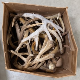 30lbs of Dried Antler Sheds