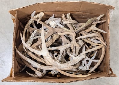 35lbs of Dried Antler Sheds