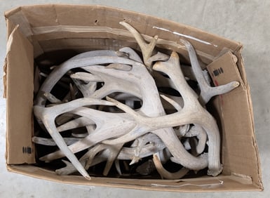 25lbs of Dried Antler Sheds