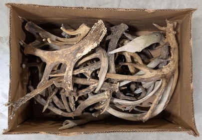 25lbs of Dried Antler Sheds