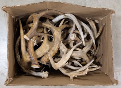 32lbs of Dried Antler Sheds
