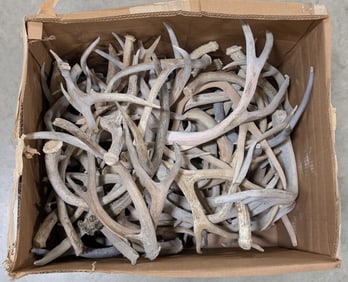 65lbs of Dried Antler Sheds
