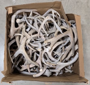 68lbs of Dried Antler Sheds