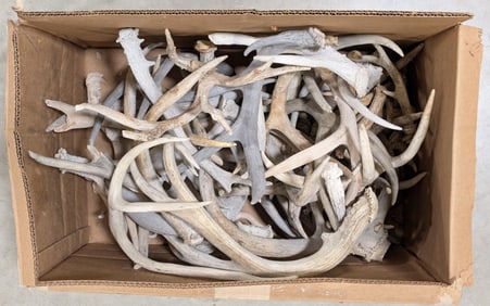 29lbs of Dried Antler Sheds