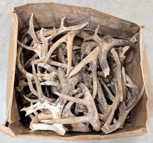 34lbs of Dried Antler Sheds