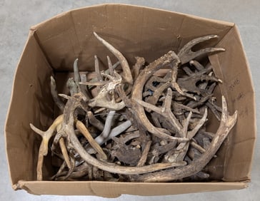 28lbs of Dried Antler Sheds