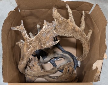 15lbs of Dried Caribou Antler Sheds
