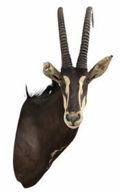 Sable Antelope Taxidermy Shoulder Mount