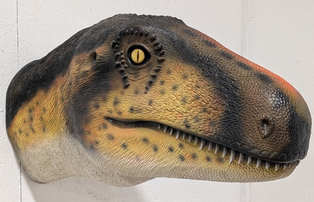 Large Life Size Dinosaur Fiberglass Shoulder Wall Mount: Large life size Dinosaur fiberglass shoulder Wall Mount. Appears to be in nice condition with some paint loss and wear form display and storage. Measures approximately 37in deep by 20in tall