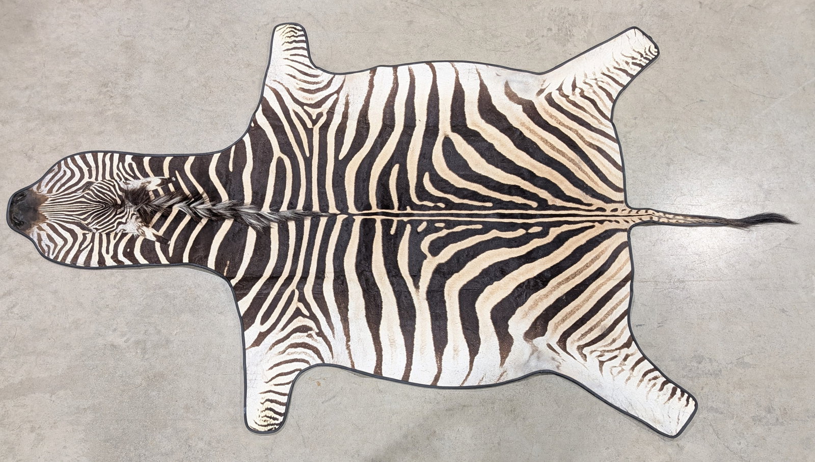 African Zebra Hide Rug Taxidermy w/ Rug Backing: Rug is in like new condition with the face and the tail, and little to no wear. Backing has rings on the back for wall mounting. Measures 11ft long x 6-1/2ft wide. Ref #: 6800