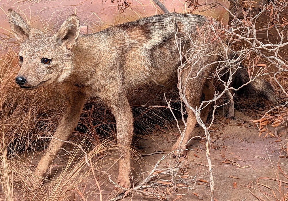 African Black Back Jackal Full Body Taxidermy Mount: African Black Black Back Jackal Full Body Taxidermy Mount.? This is an older mount with some fur loss and chips on the tips of the ears. Mount is in nice condition with some wear from display and age.
