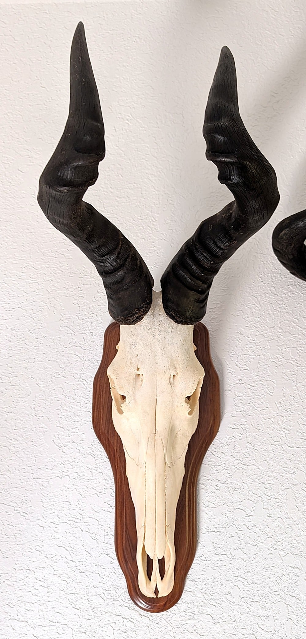 African Hartebeest European Taxidermy Skull Mount on Wood Plaque: African Hartebeest European Taxidermy Skull Mount on Wood Plaque. Mount is in nice condition with some wear from display and age.? Overall dimension is 29? tall, 12? wide, 15? deep.