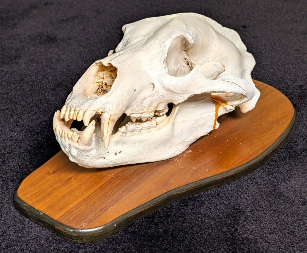 Brown Bear Skull Taxidermy Mount on European Style Wood Plaque (1 of 7)