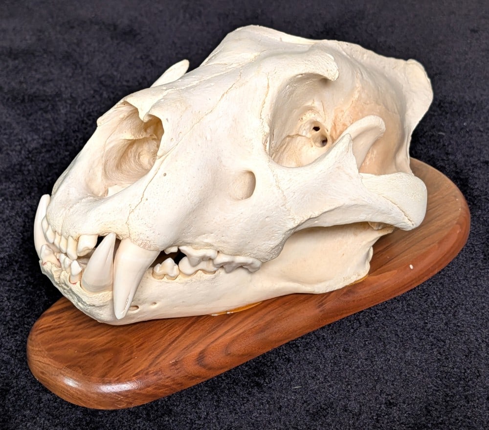IMPRESSIVE African Lion Skull Taxidermy Mount INDIANA RESIDENTS ONLY: IMPRESSIVE African Lion Skull Taxidermy Mount on European Style Wood Plaque harvested in 1999.? INDIANA RESIDENTS ONLY. Mount is in nice condition with some wear from display and age.? Minor light cra