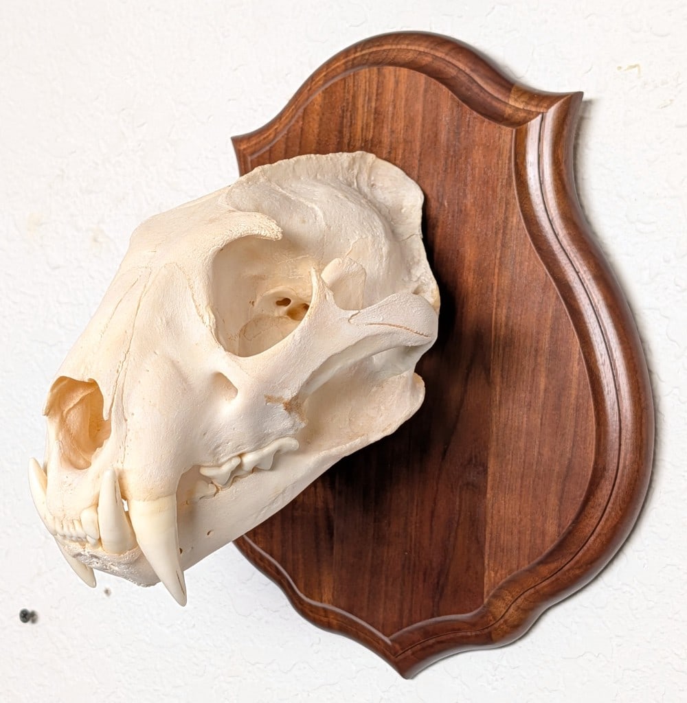 SCI SILVER MEDAL CLASS African Leopard Skull Taxidermy Mount INDIANA RESIDENTS ONLY: SCI SILVER MEDAL CLASS African Leopard Skull Skull Taxidermy Mount on European Style Wood Plaque INDIANA RESIDENTS ONLY. Mount is in very nice condition with minimal wear from display and age. Overall