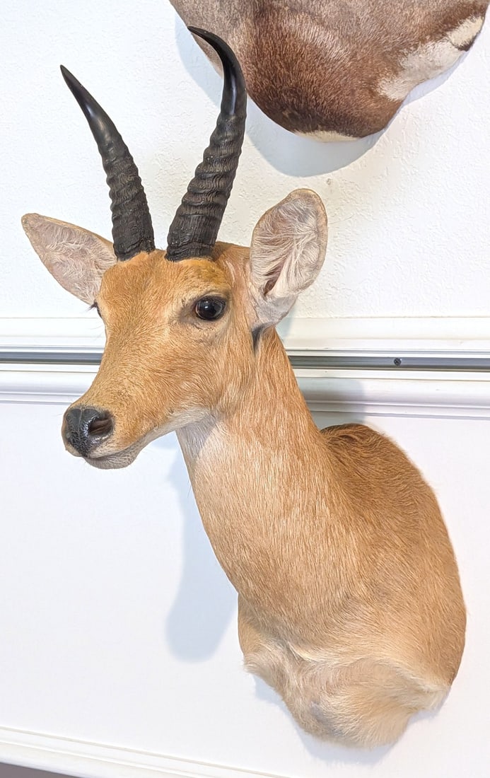 African Reedbuck Shoulder Mount Taxidermy: African Reedbuck Shoulder Mount Taxidermy. Mount is in very nice condition with minimal wear from display and age. Measurements inaccessible.