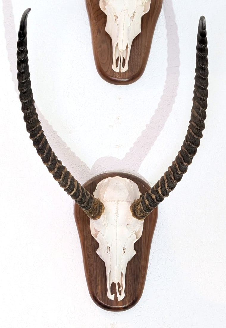 Red Lechwe Skull Taxidermy Mount INDIANA RESIDENTS ONLY: Red Lechwe Skull Taxidermy Mount. INDIANA RESIDENTS ONLY. Mount is in good condition with a chip on the nasal bone. Approximately 22in.
