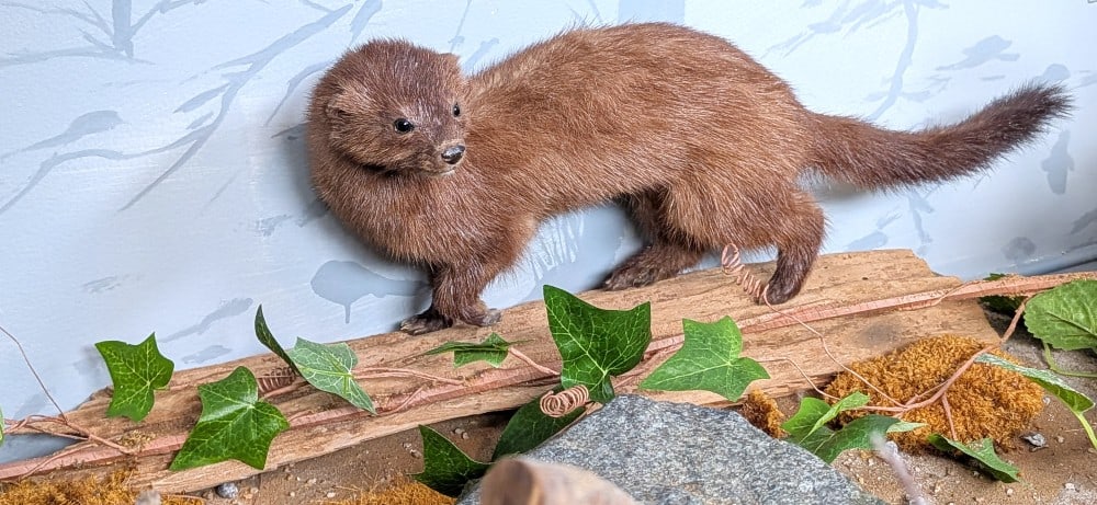 Mink Full Body Taxidermy on Driftwood Base: Mink Full Body Taxidermy on Driftwood Base. Mount is in very nice condition with light wear from display and age. Overall measures 25in long x 6in wide x 9in tall.