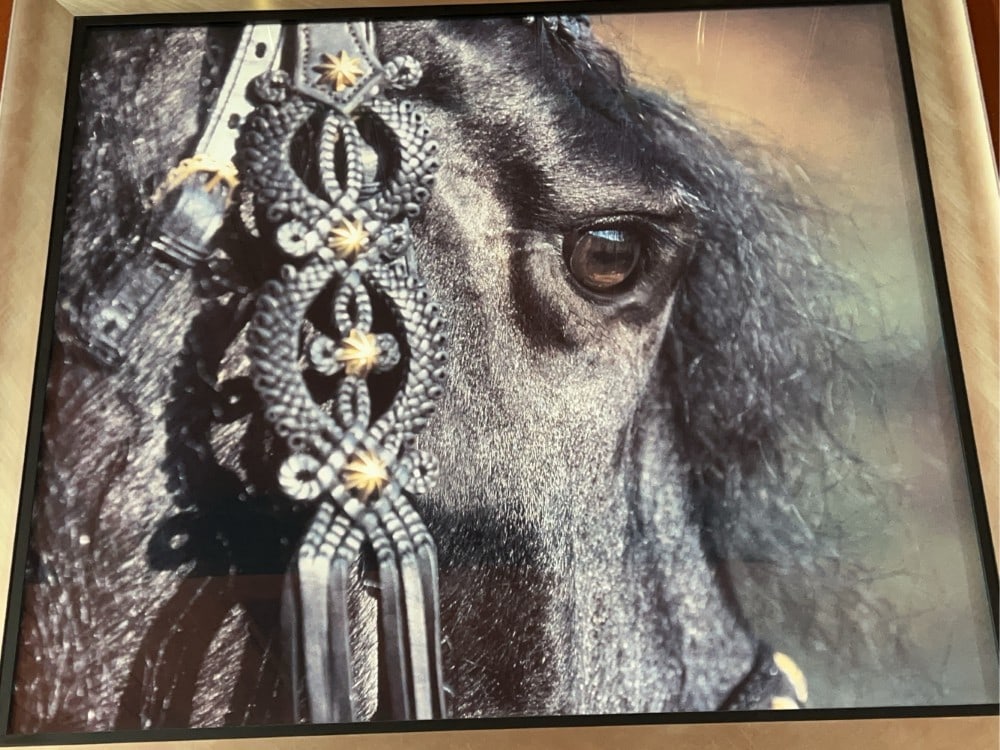 Framed Equestrian Print - 3