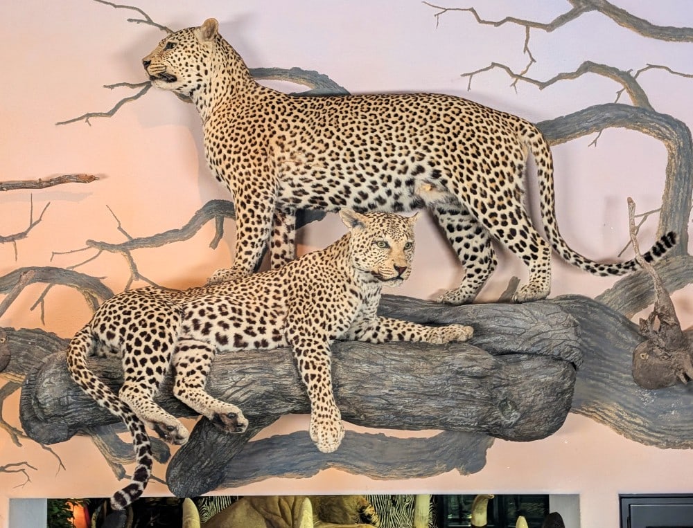 Magnificent Pair of Leopard Full Body Taxidermy Wall Mounts w/ Habitat Base INDIANA RESIDENTS ONLY: Magnificent Pair of Leopard Full Body Taxidermy Wall Mounts w/ Habitat Base.? INDIANA RESIDENTS ONLY.? A stunning pair of leopard with one standing proudly on guard while the other is resting on the f
