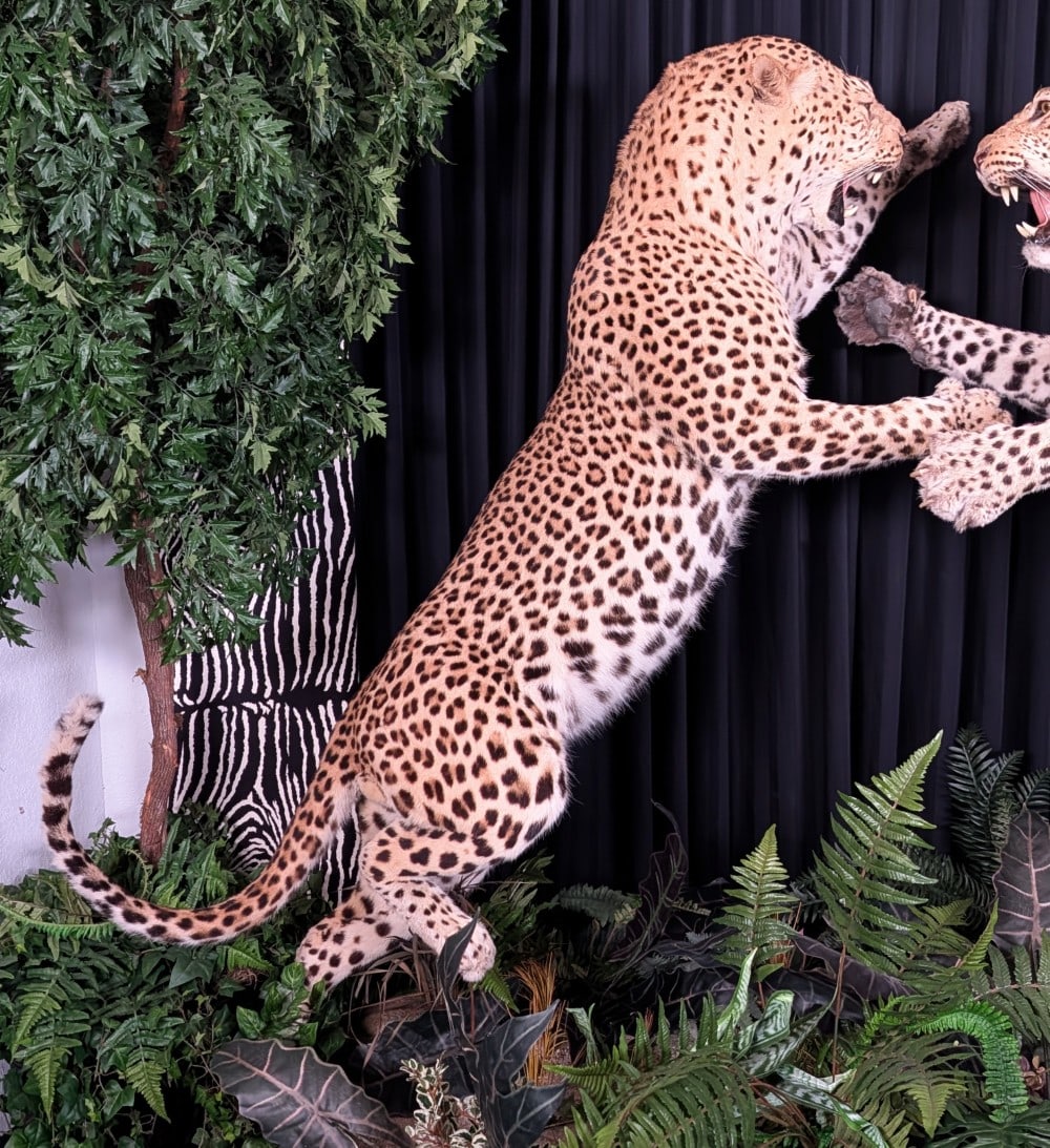 Pouncing Leopard Full Body Taxidermy Mount on Habitat Base INDIANA RESIDENTS ONLY: Pouncing Leopard Full Body Taxidermy Mount on Habitat Base INDIANA RESIDENTS ONLY. A very large muscular leopard in an aggressive position pouncing with its claws out and teeth bared. Mount is in very