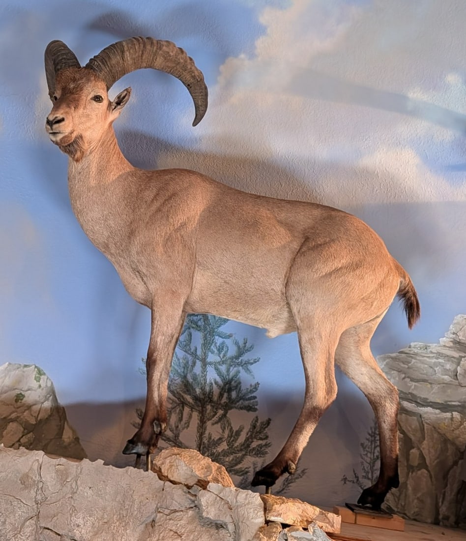 Caucasian Tur Full Body Taxidermy Mount No Base (1 of 6)
