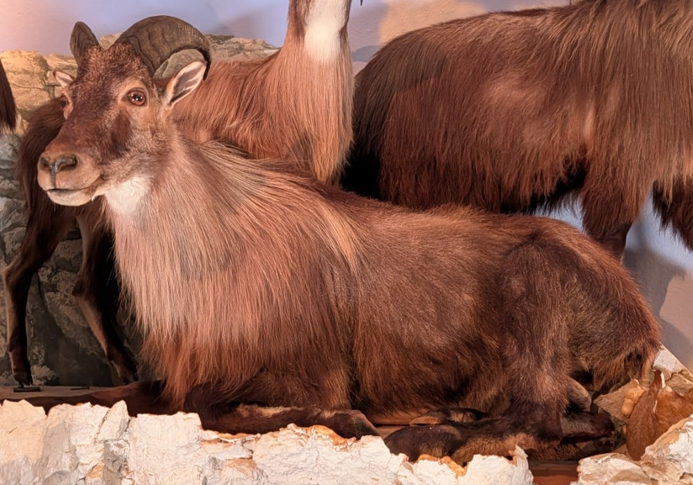 Resting Himalayan Tahr Full Body Taxidermy Mount No Base: Resting Himalayan Tahr Full Body Taxidermy Mount No Base. Mount is in very nice condition with light wear from display and age. Mount is sold without a base.