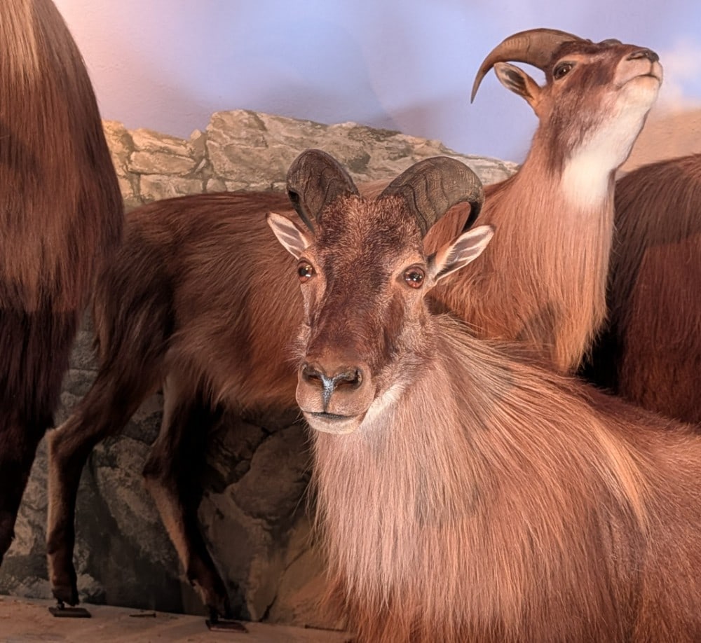 Himalayan Tahr Full Body Taxidermy Mount No Base: Himalayan Tahr Full Body Taxidermy Mount No Base. Mount is in very nice condition with light wear from display and age. Mount is sold without a base.