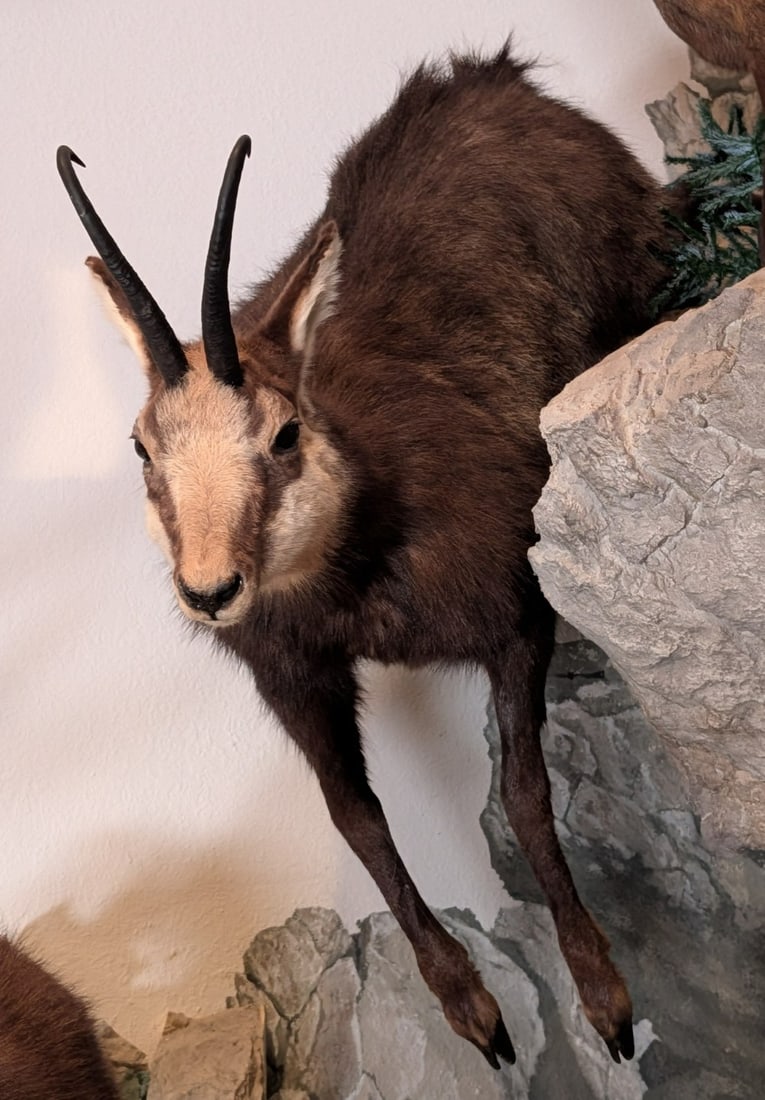 Alpine Chamois Full Body Taxidermy Mount No Base: Alpine Chamois Full Body Taxidermy Mount No Base. Mount is in very nice condition with light wear from display and age. Mount is sold without a base.