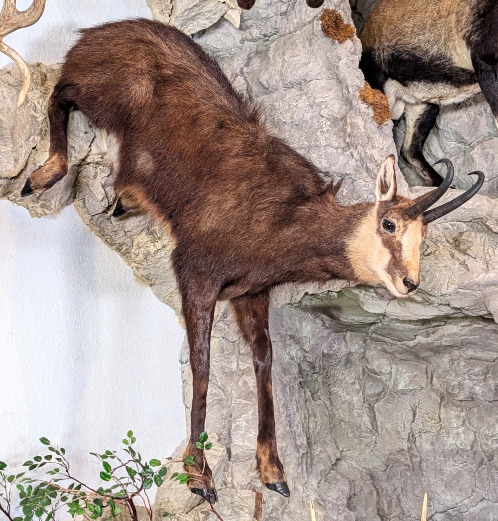 Alpine Chamois Full Body Taxidermy Mount No Base: Alpine Chamois Full Body Taxidermy Mount No Base. Mount is in very nice condition with light wear from display and age. Mount is sold without a base.