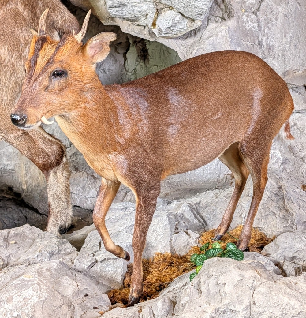 Muntjac Deer Full Body Taxidermy Mount No Base: Muntjac Deer Full Body Taxidermy Mount No Base.? This mount has vampire style teeth and is super cool.? Mount is in very nice condition with light wear from display and age. Sells with no base.