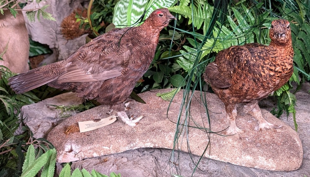 Pair of Red Grouse Full Body Taxidermy Mounts on Habitat Base: Pair of Red Grouse Full Body Taxidermy Mounts on Habitat Base. Mount is in very nice condition with light wear from display and age.