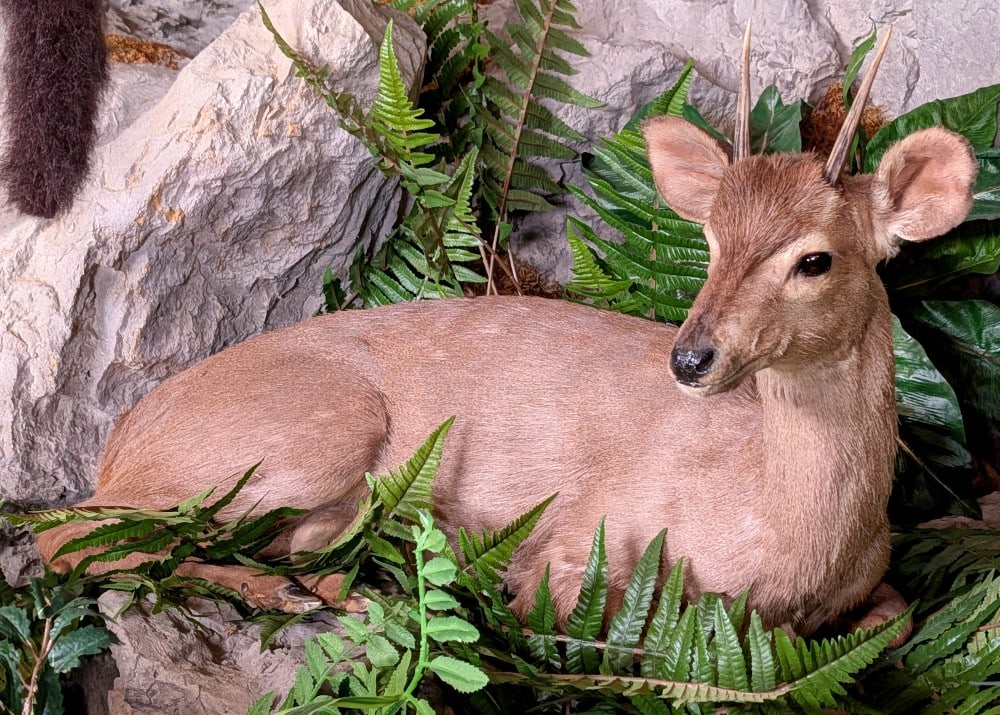 Resting Brocket Deer Full Body Taxidermy Mount: Resting Brocket Deer Full Body Taxidermy Mount. Mount is in very nice condition with light wear from display and age. Able to be placed anywhere.
