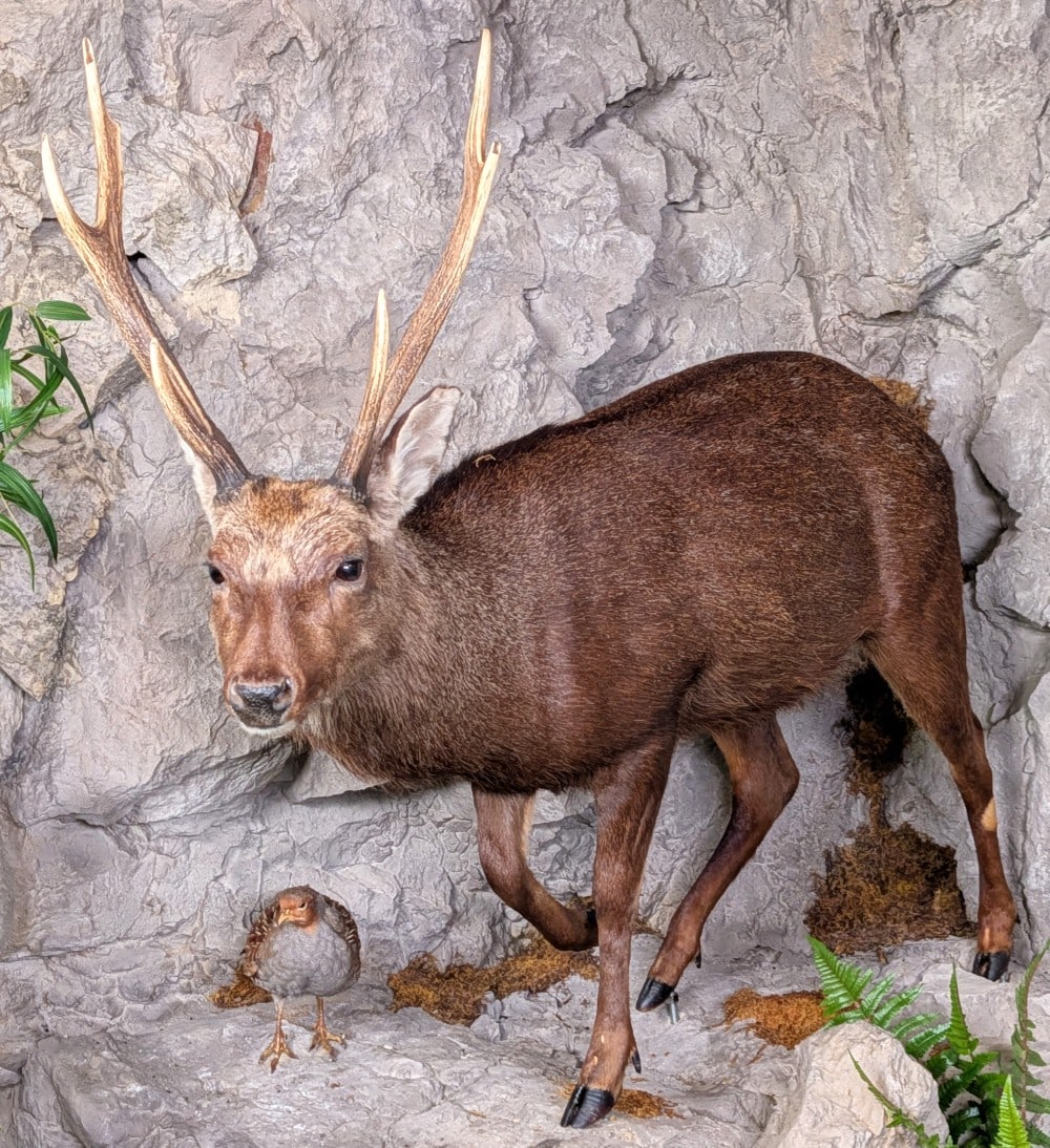 Indian Swamp Deer or Barasingha Full Body Taxidermy Mount No Base INDIANA RESIDENTS ONLY: Indian Swamp Deer or Barasingha Full Body Taxidermy Mount No Base INDIANA RESIDENTS ONLY. Mount is in very nice condition with light wear from display and age. Sells with no base.? This was hunted in 